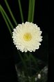 Gerbera Swarovski